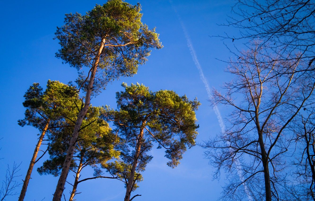 1332x850 Wallpaper Sky, Winter, Sunshine, Forest, Trees, Sunny images for