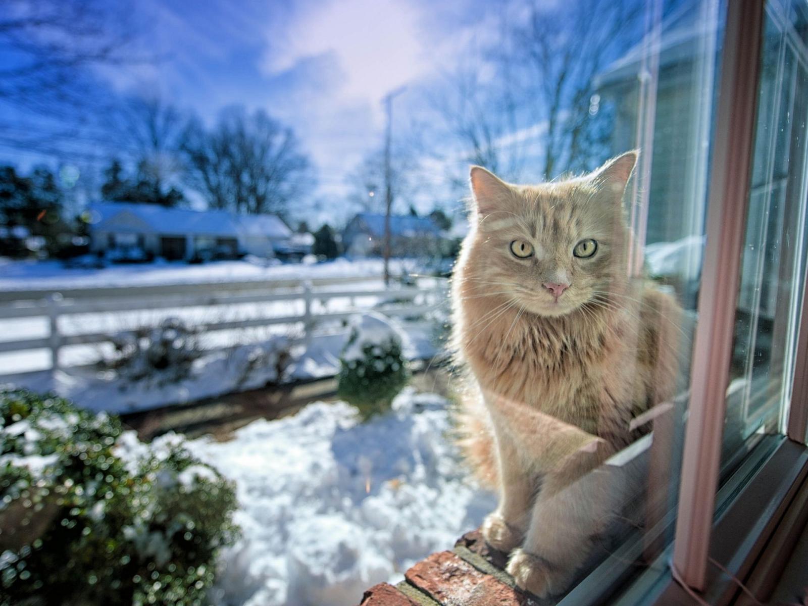 1920x1440 Cat winter sunshine wallpaper | 1920x1440 | #12190