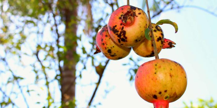 3840x2560 3062841 colourful, fruits, lucas soares, nature, tropical fruit 4k