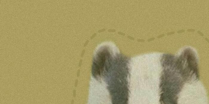 997x997 hufflepuffwallpaper Instagram Photos and Videos | instforgram.online