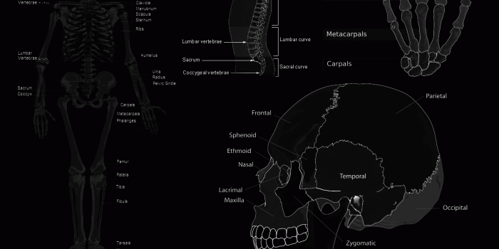 1280x1024 63 Anatomy HD Wallpapers | Background Images