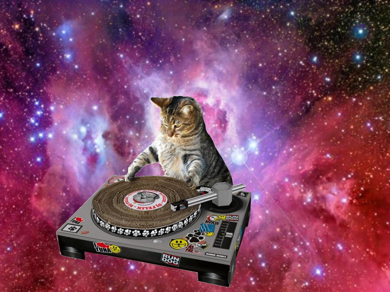 1984x1488 Galaxy Cat Wallpapers