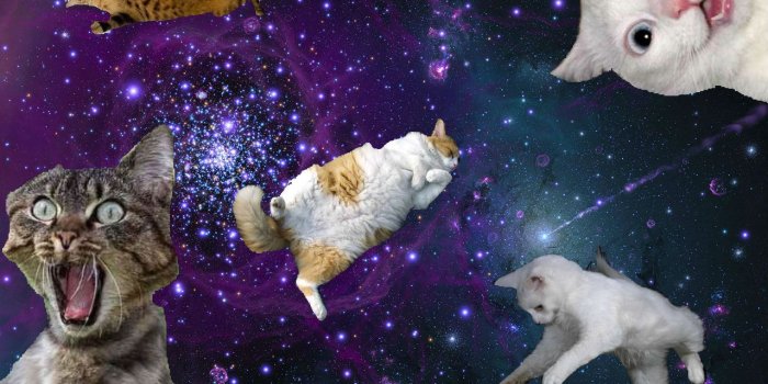 1279x919 Galaxy Cats So Funny Pinterest Hipster Cat Wallpaper Tumblr - Litle Pups