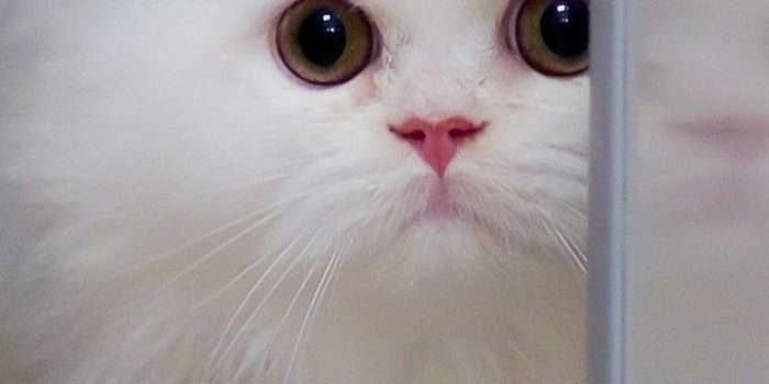 720x1280 Cute Cats HD Wallpapers for Galaxy J7 | Wallpapers.Pictures