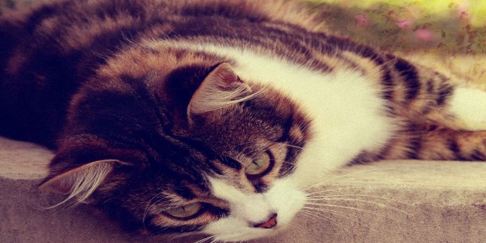 1920x1200 Alone Cat Galaxy S3 Wallpapers Wallpaper Desktop Images Background