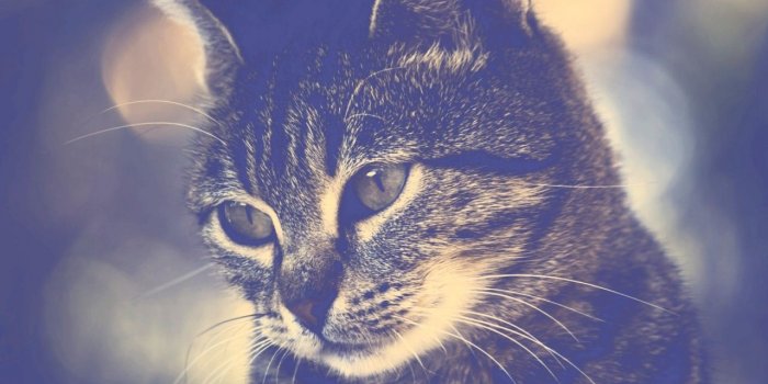 1280x800 Snout, Nyan Cat, Cat, Small to Medium Sized Cats, Tabby Cat