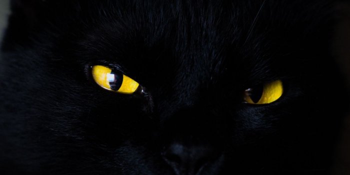 1440x2560 Download wallpaper 1440x2560 cat, eyes, black qhd samsung galaxy s6