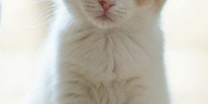 1440x2560 Cute Cats HD Wallpapers for Galaxy S7 Edge | Wallpapers.Pictures