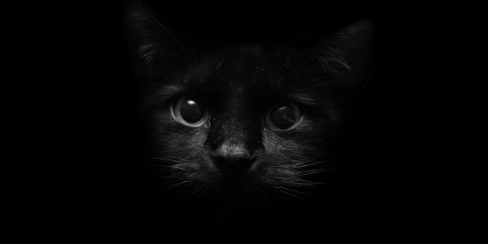 1600x1200 Cat Wallpaper and Background Image | 1600x1200 | ID:375 - Wallpaper