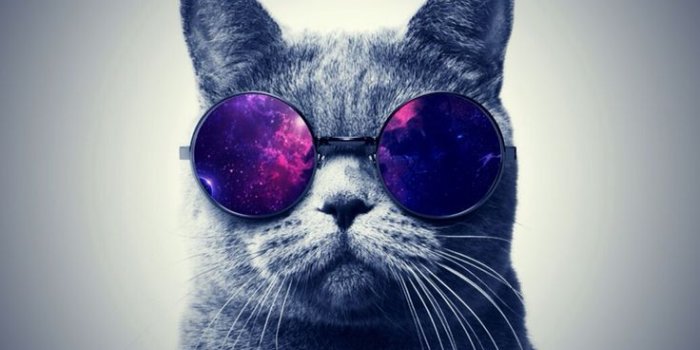 736x1088 Cool Cat Iphone Wallpaper | Wallpapers Quality