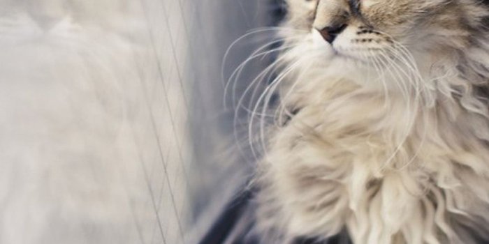 1080x1920 Download Wallpaper - Cute Cat Wallpaper Iphone (#480103) - HD