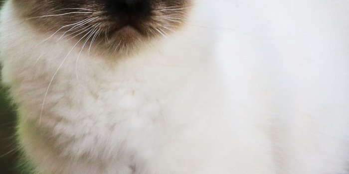 1080x1920 1197 Cat Samsung/Galaxy J7 (720x1280) Wallpapers