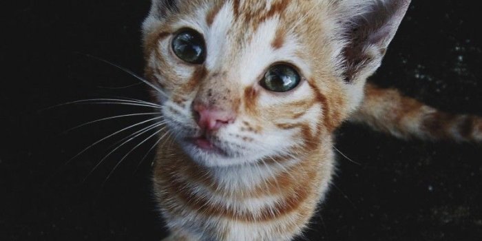 800x1280 Download 800x1280 Kitten, Striped, Cats Wallpapers for Galaxy Note