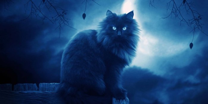 1280x960 Cat Wallpaper 134 - Desktop Wallpapers HD Free Backgrounds Desktop