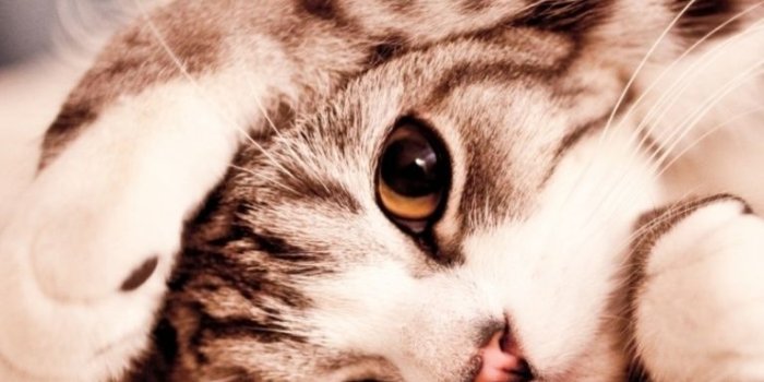 768x1024 Funny Lazy Cat ❤ 4K HD Desktop Wallpaper for 4K Ultra HD TV • Wide