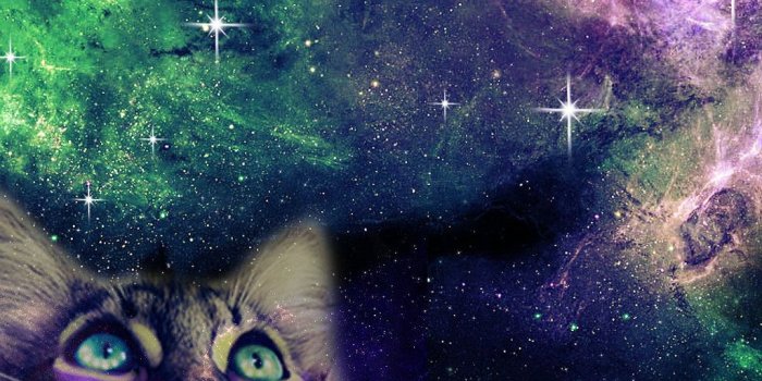 1024x3498 46+] Cat Galaxy Wallpaper on WallpaperSafari