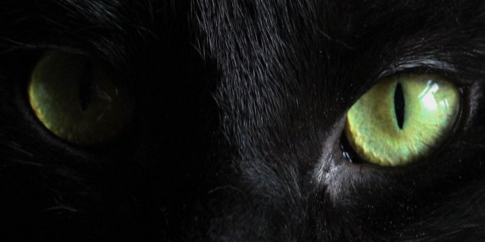 1440x2560 Download wallpaper 1440x2560 black cat, muzzle, look qhd samsung