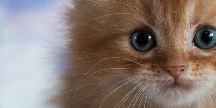 1080x1920 New Cats Wallpapers Download 79 Cute Cat Pics & HD Images Free