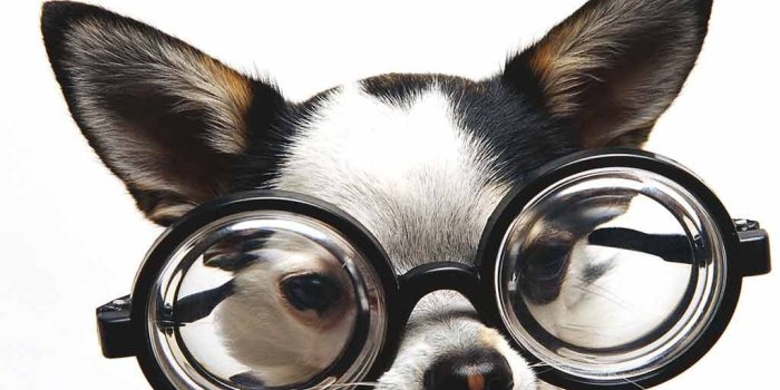 1024x768 74+] Funny Puppy Wallpapers on WallpaperSafari