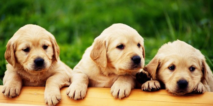 1600x900 Cute Funny Puppies Wallpaper | Cute Puppies HD Wallpapers Collection