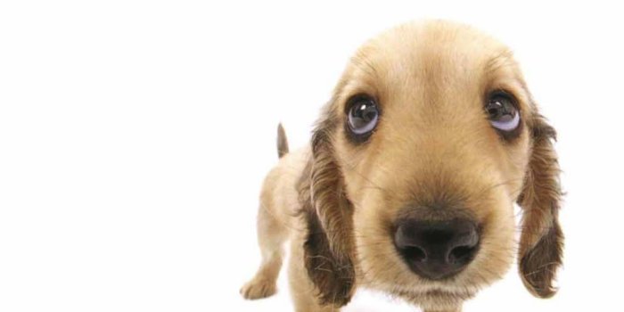 1024x768 Funny Dog Wallpapers
