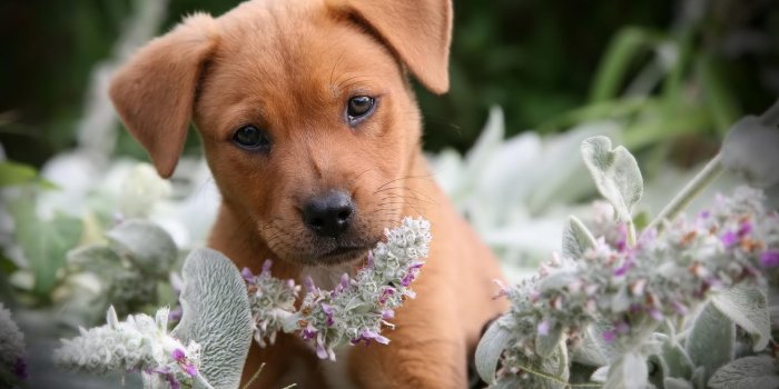 1920x1200 Funny Puppy HD desktop wallpaper : Widescreen : High Definition