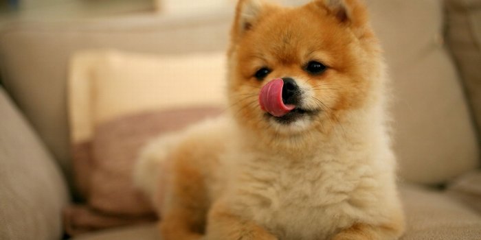 1920x1200 funny puppies | Funny Puppy Wallpaper | Puppys | Dog wallpaper, Dogs