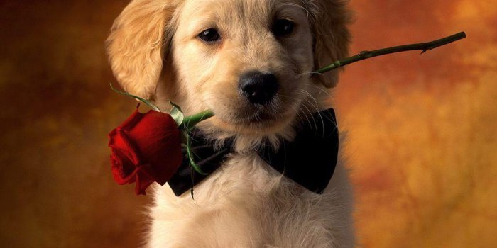 1024x768 Puppy Wallpapers Free