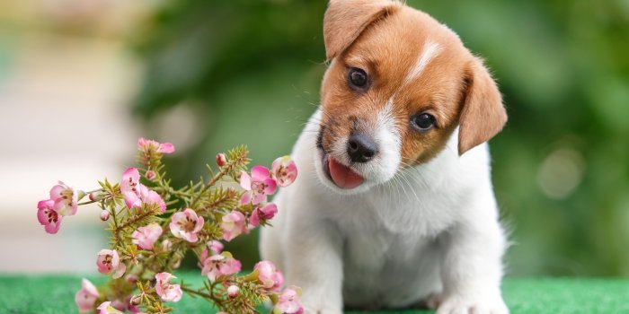 3964x2447 Funny puppy Jack Russell Terrier with flowers wallpapers and images