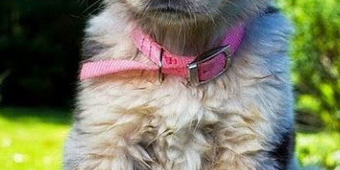 1080x1920 Funny Puppies Wallpaper For Android - 2019 Android Wallpapers