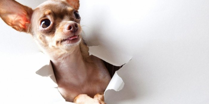 1680x1050 Download Pics Photos Funny Puppy Wallpaper Jpg [1920x1080] | 74+