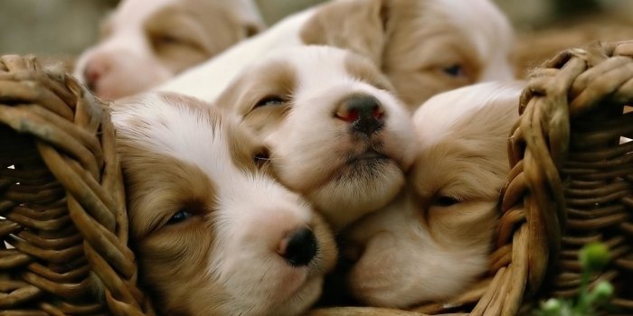1920x1200 Cute Puppy Wallpapers for Desktop (58+ images)