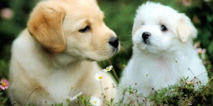 1280x1024 Funny Puppy Wallpapers Desktop Background