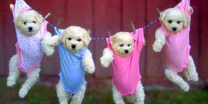 1024x768 naughty Puppies | Naughty Puppies Wallpaper | Pampered Puppies