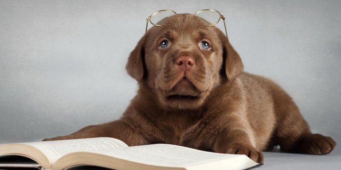 1920x1080 Funny Puppy Wallpapers (68+ background pictures)
