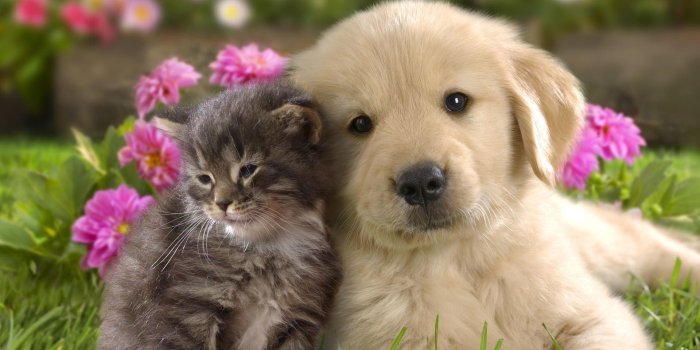 1920x1080 Funny Puppy Wallpapers Cute Puppies Hd Photos - Litle Pups