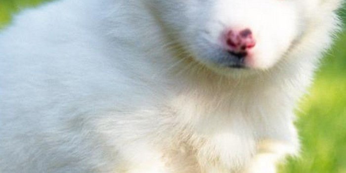 1080x1920 Funny Puppies Wallpaper Android - 2019 Android Wallpapers
