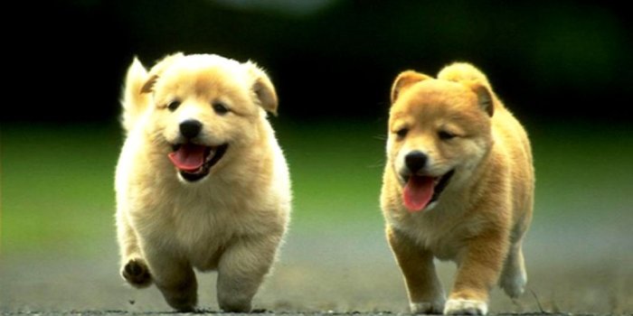 1071x786 Cute Funny Puppy Dog Hd Animal Wallpaper | Wallpapers Awards