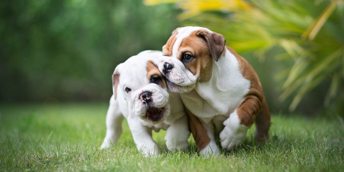 2048x1365 Funny English bulldog puppy wallpaper. Sight. Grass.