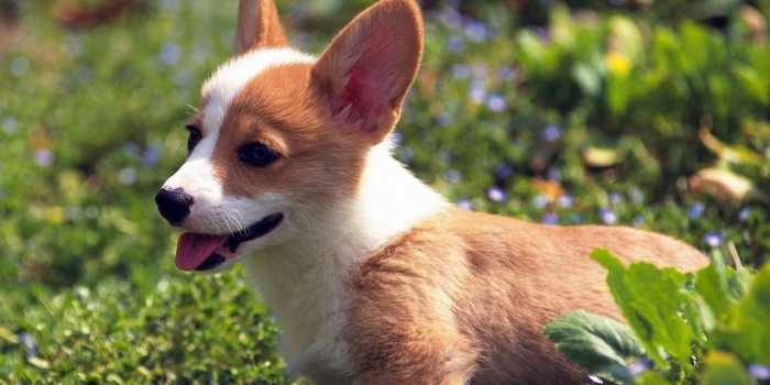 1280x804 Funny Puppy Ourdoors wallpapers | Funny Puppy Ourdoors stock photos