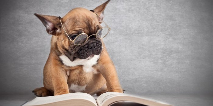 1920x1080 Funny Puppy Wallpapers Photos - Litle Pups
