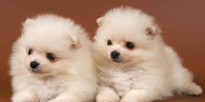 2000x1250 Images of funny puppies wallpaper