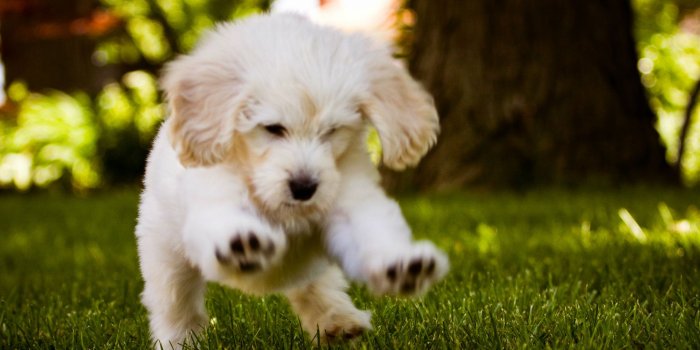 1920x1200 Cute Puppy Wallpaper Desktop - 52DazheW Gallery