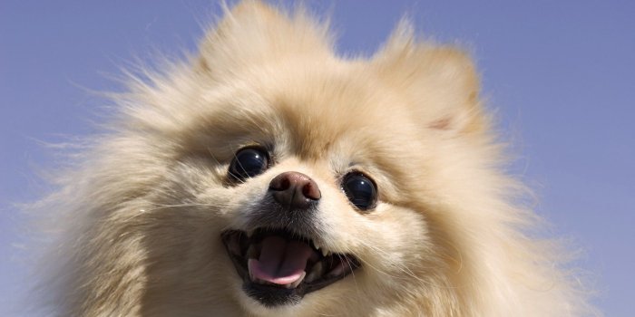 1920x1080 Funny Puppy Wallpapers ·① WallpaperTag