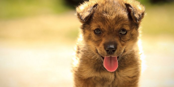1920x1200 funny puppy wallpapers A4 - HD Desktop Wallpapers | 4k HD