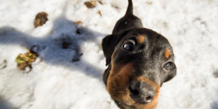 1920x1080 Funny Puppies Wallpaper For Desktop | Best HD Wallpapers