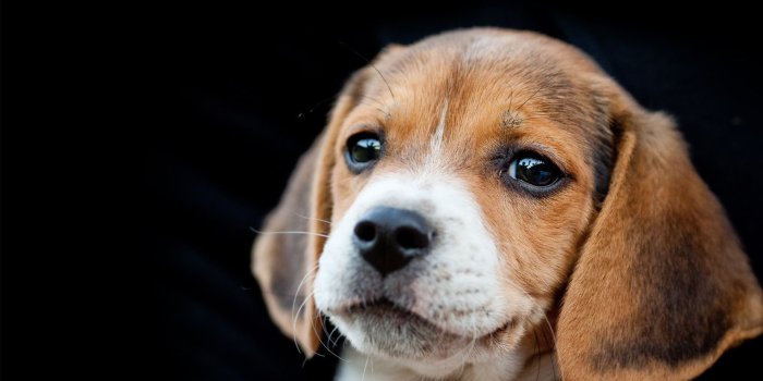 1920x1200 HD ~cute Beagle Puppy~ Wallpaper, puppy, sweet, beagle, cute, pet