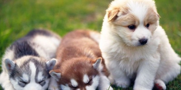 1024x768 Cute Pictures Of Husky Puppies Wallpapers HD Base Desktop Background