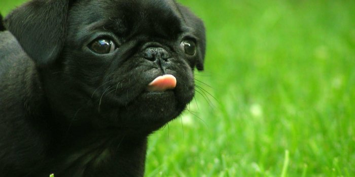 1600x1200 Cute puppy wallpapers Gallery