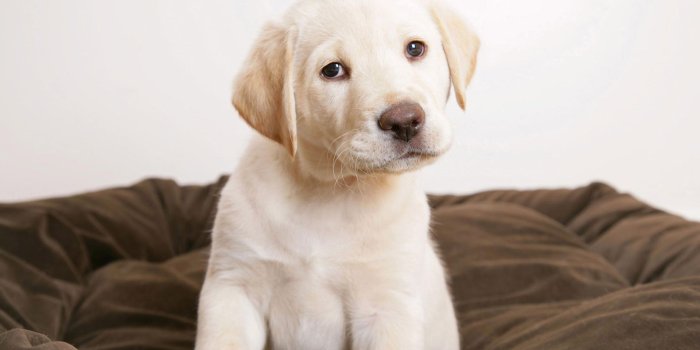 1920x1200 Cute Labrador Puppy wallpaper | 1920x1200 | #12464